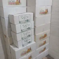 نیروی مرد برای تولیدی نبات