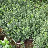 شمشاد نعنایی سبز سطل ۱۰ قیچی خورده|خدمات باغبانی و درختکاری|چابکسر, |دیوار