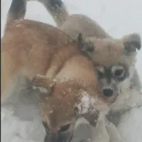 واگذاری توله دورگ