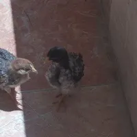 جوجه