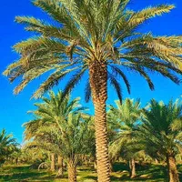 فنیکس نخل پالم