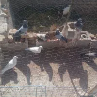 کبوتر رنگی و المانی|پرنده|جلگه رخ, |دیوار