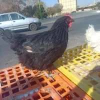 مرغ بومی تخمگذار به شرط تخم ۳۰۰عدد