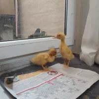 حیوان خانگی