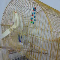 عروس هلندی|پرنده|سهند, |دیوار