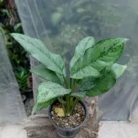 گل های اپارتمانی|گل و گیاه طبیعی|خوی, |دیوار