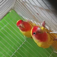 طوطی برزیلی