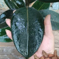 گیاهان آپارتمانی (فیکوس)|گل و گیاه طبیعی|خمینی‌شهر, |دیوار