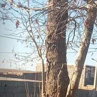 چوب سپیدار و تیر سقفی گردو و نوپان شما رو خریداریم|خدمات باغبانی و درختکاری|اسفراین, |دیوار