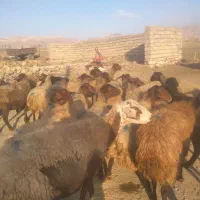 گوسفند داشتی با بره|حیوانات مزرعه|سنندج, |دیوار