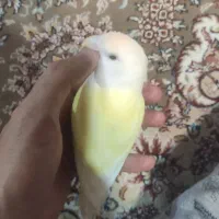 کوتوله برزیلی دستی|پرنده|مبارکه, |دیوار