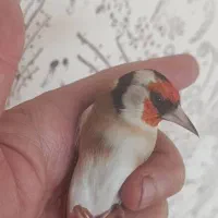 سهره قناری سهره|پرنده|برازجان, |دیوار