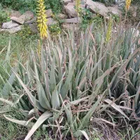 فروش آلوورا