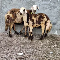 ۱ راس میش و بره پلنگی|حیوانات مزرعه|بروجرد, |دیوار