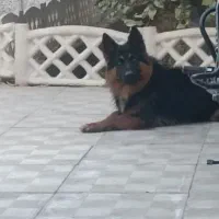 سگ ژرمن شپرد شولایین و ورک