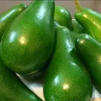 نهال پیوندی آووکادو و میوه آووکادو بندپی بابل|خدمات باغبانی و درختکاری|بابل, |دیوار