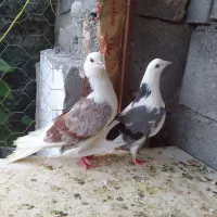 کبوتر پرشی...
