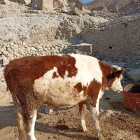 شنگل سیمیتال سه ماه آبستن