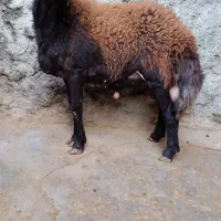 گوسفند بره قوچ های آنتیک ناب کیلویی۳۵۵|حیوانات مزرعه|ملایر, |دیوار