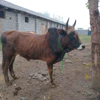 ورزا کوله گرگی چالوسی ۱۱۰ تایی|حیوانات مزرعه|آستانه اشرفیه, |دیوار