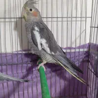 عروس هلندی ماده