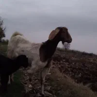 بز بزغاله گوسفند|حیوانات مزرعه|خان ببین, |دیوار