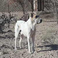 سگ نگهبان|سگ|خلیل آباد, |دیوار