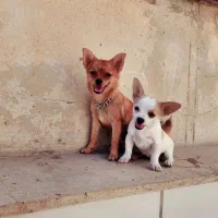 شیواوو سگ جیبی وارداتی
