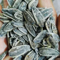 تخمه تازه