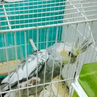 عروس هلندی|پرنده|شیروان (خراسان), |دیوار