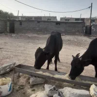 فروش گوساله نر بصورت نقدی|حیوانات مزرعه|پاتاوه, |دیوار