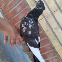 کفتر گم شده