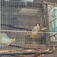 سهره پاییزه مست