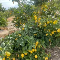 کارگر جهت باغ