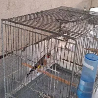 سره نر ه قیمت  ۳۵۰۰۰ تومان|پرنده|نسیم‌شهر, |دیوار