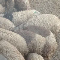 گیسک کاور بره گوسفند