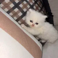 بچه‌گربه پرشین دوست‌داشتنی و خاص برای واگذاری