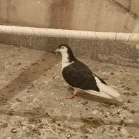 کفتر ساده سیاه و طوقی