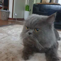 گربه پرشین اماده جفت گیری