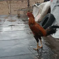 خروس لاری افغان