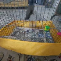 مینا دو ساله ۴تا۵ کلمه حرف میزنه