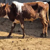 ۹ راس گوساله نر گیل دو رگ