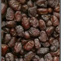 فروش خرما کلوته