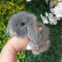 خرگوش های لوپی خانگی مسترمینی لوپ
