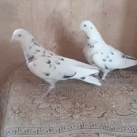 کفتر یا کبوتر پرشی|پرنده|ساوه, |دیوار