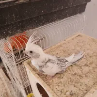 عروس هلندی پروانه‌ای و آلبینو|پرنده|داراب, |دیوار