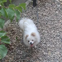 سگ پامر اصل