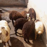 گوسفند نذری