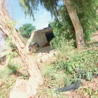 خریدار چوب شما