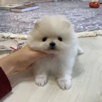 توله پامرانین|سگ|تهران, جنت‌آباد مرکزی|دیوار